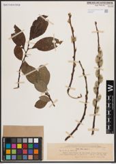 Foto von Salix caprea L.